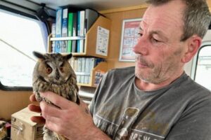 スコットランドの沖合でフクロウを保護、海岸から160kmも離れていた！