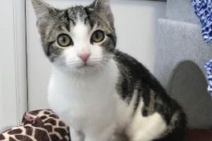 遊び好きな普通の子猫…と思ったら、オスでもメスでもなかった！