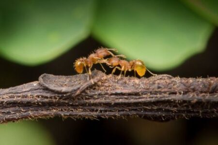 ハワイで外来種の「ヒアリ」が繁殖、被害の多さに当局が警告