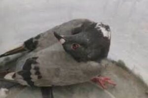 ハトが病気でゾンビ化、イギリスで報告相次ぐ