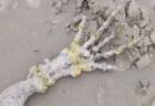 まさかエイリアンの手？ブラジルの海岸で奇怪な骨を発見