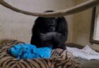 生まれた赤ん坊と再会したチンパンジーの母親、抱きしめる姿が心を打つ