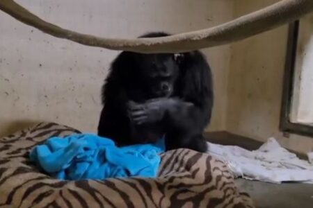 生まれた赤ん坊と再会したチンパンジーの母親、抱きしめる姿が心を打つ