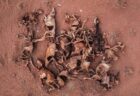 アフリカ東部で最悪の干ばつ、野生動物たちが次々と死んでいく