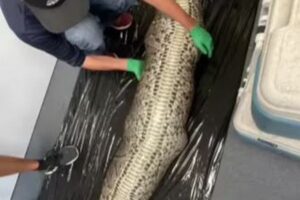 捕獲されたニシキヘビを解剖したら、胃の中にワニがいた！【フロリダ州】