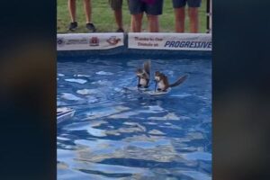 リスが水上スキー！おもちゃのボートに引っ張られていく姿が可愛い