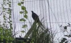 豪の動物園にいる鳥が、避難警報を真似するようになってしまう