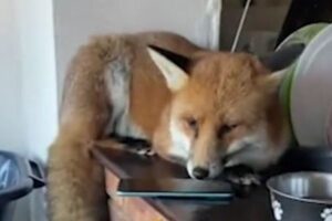 家に中に野生のキツネが侵入、しかもカウンターの上で寛ぎ、動かず
