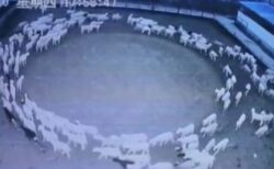 中国で羊たちが謎の行動、延々と輪になって歩き続ける