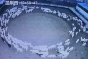 中国で羊たちが謎の行動、延々と輪になって歩き続ける