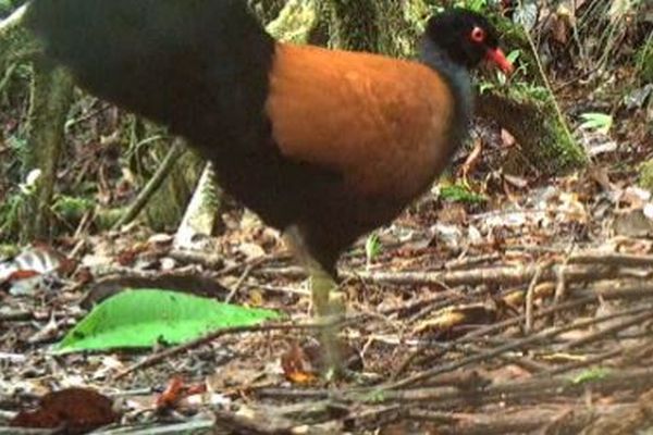 140年間も生存が確認されていなかった鳥、パプアニューギニアで発見