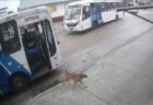 賢いワンコ、1匹でバスに乗り飼い主の職場へ向かう