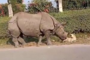 すやすやと昼寝をしていたワンコ、巨大なサイに起こされ驚愕！