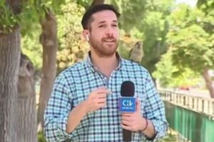 南米チリでレポーターが生放送中、インコにイヤホンを盗まれてしまう