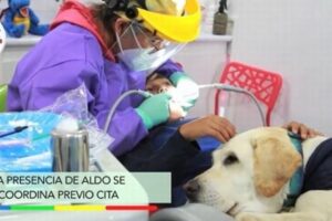 大人にも必要？患者の歯科治療の不安を和らげるセラピー犬アルド