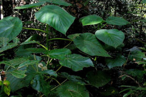 世界で最も危険な草を趣味で栽培、理由は「退屈だった」から