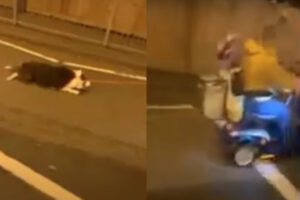 可哀想すぎる！電動車椅子で犬を引きずる女性、愛護団体が調査開始