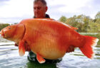 重さ30kgのオバケ金魚、男性がフランスの湖で釣り上げる