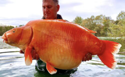 重さ30kgのオバケ金魚、男性がフランスの湖で釣り上げる