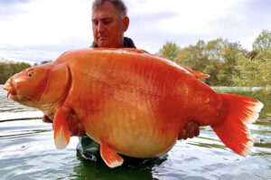 重さ30kgのオバケ金魚、男性がフランスの湖で釣り上げる