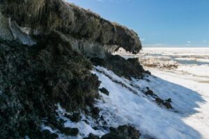 永久凍土から5万年前の「ゾンビ・ウイルス」を発見、長い眠りから目覚める