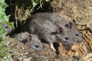 警察に押収された大麻、数百キロをネズミが食べた？【インド】