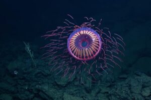 【動画】街のイルミネーションを見に行けないあなたに！ 深海をただよう美しいクラゲ