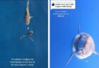 【マネ厳禁】ダイバーが伝授するサメと遭遇した時の対処方法が恐ろしい！