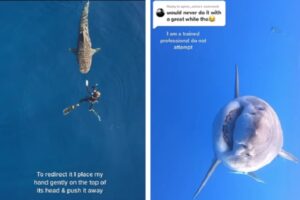 【マネ厳禁】ダイバーが伝授するサメと遭遇した時の対処方法が恐ろしい！