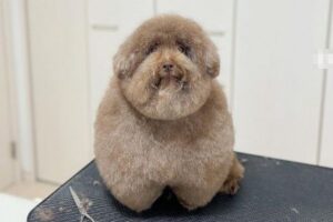 まんまるでフワフワ、日本のワンコが可愛いと海外で話題に