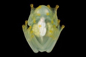 眠る間に体が透明になるカエル、その仕組みが明らかに