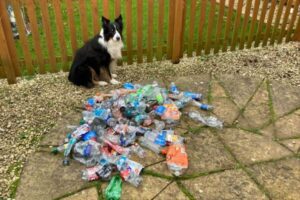 イギリスで暮らす「エコ・ワンコ」、ペットボトルを1000本も回収