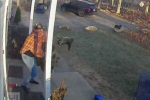 家から出た途端にアライグマに襲われた少女、母親が格闘し救出