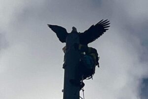 高さ37mの避雷針に突き刺さったワシ、消防士が保護【アメリカ】