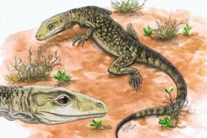博物館に保管されていたトカゲの化石、現代に繋がる最古の種だと判明