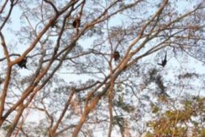 人類の二足歩行は木の上で始まった？科学者が新たな説を提起