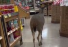 スーパーに迷い込んだ野生のシカ、人間と一緒に店内をぶらぶら