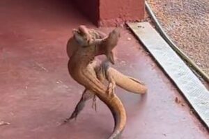 まるでレスリング！2匹のトカゲが事務所の前で格闘【オーストラリア】