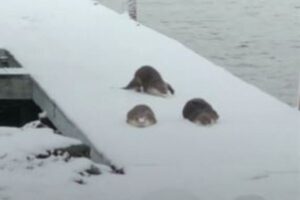 遊び好きなカワウソ、雪の上を腹ばいになり滑っていく姿が可愛い