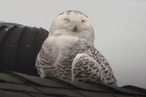 なぜ？北極圏に住むシロフクロウが、カリフォルニア南部に出現