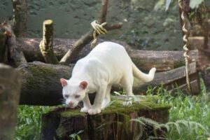 世界で初めてオセロットのアルビノを確認、遺伝子検査で判明