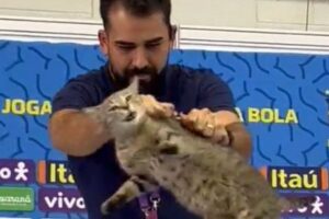 【サッカーW杯】ブラジルの関係者が会見中にネコを乱暴に扱い、記者から悲鳴