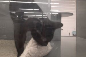 夜に抱きしめられたいネコ、愛情深い新たな飼い主に引き取られる