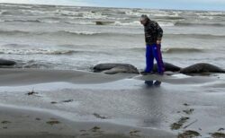 ロシアのカスピ海沿岸でアザラシが大量死、2500頭の死骸を発見