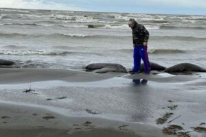 ロシアのカスピ海沿岸でアザラシが大量死、2500頭の死骸を発見