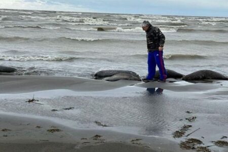 ロシアのカスピ海沿岸でアザラシが大量死、2500頭の死骸を発見
