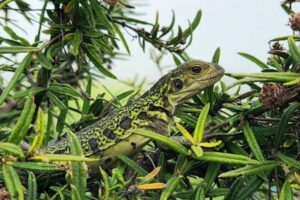 ガラパゴス諸島に生息するピンクイグアナ、赤ちゃんを初めて確認