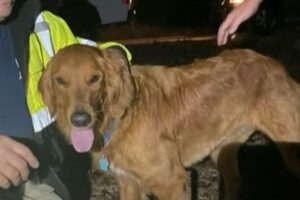 森で行方不明になった2人の少女を救助、愛犬が居場所を知らせる【アメリカ】