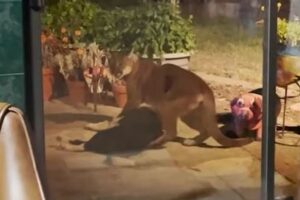 マウンテンライオンが家の中に侵入、襲われた愛犬が庭に引きずり出される【アメリカ】