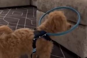 盲目の子犬、首に付けた輪のおかげで安全に暮らせることに